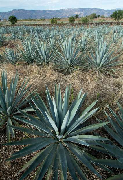 Plantación de agave